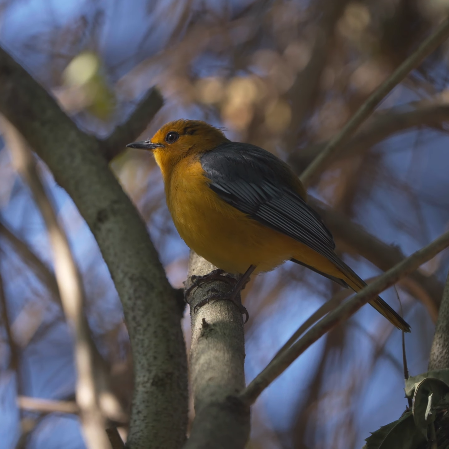 African Birding Holidays for Seniors_Mtembezi African Safaris