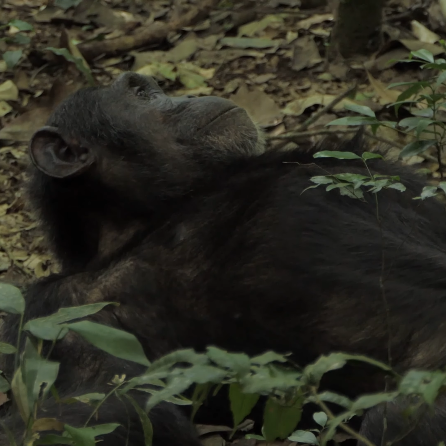 Kibale Forest National Park Chimp Tracking Kibale Forest National Park Chimp Tracking_Mtembezi African Safaris
