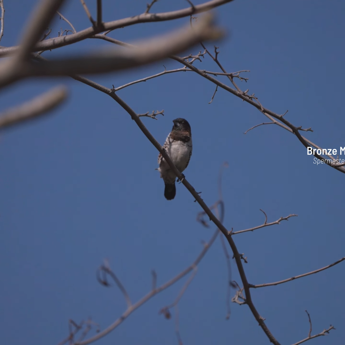Kruger National Bird watching for Seniors_Mtembezi African Safaris
