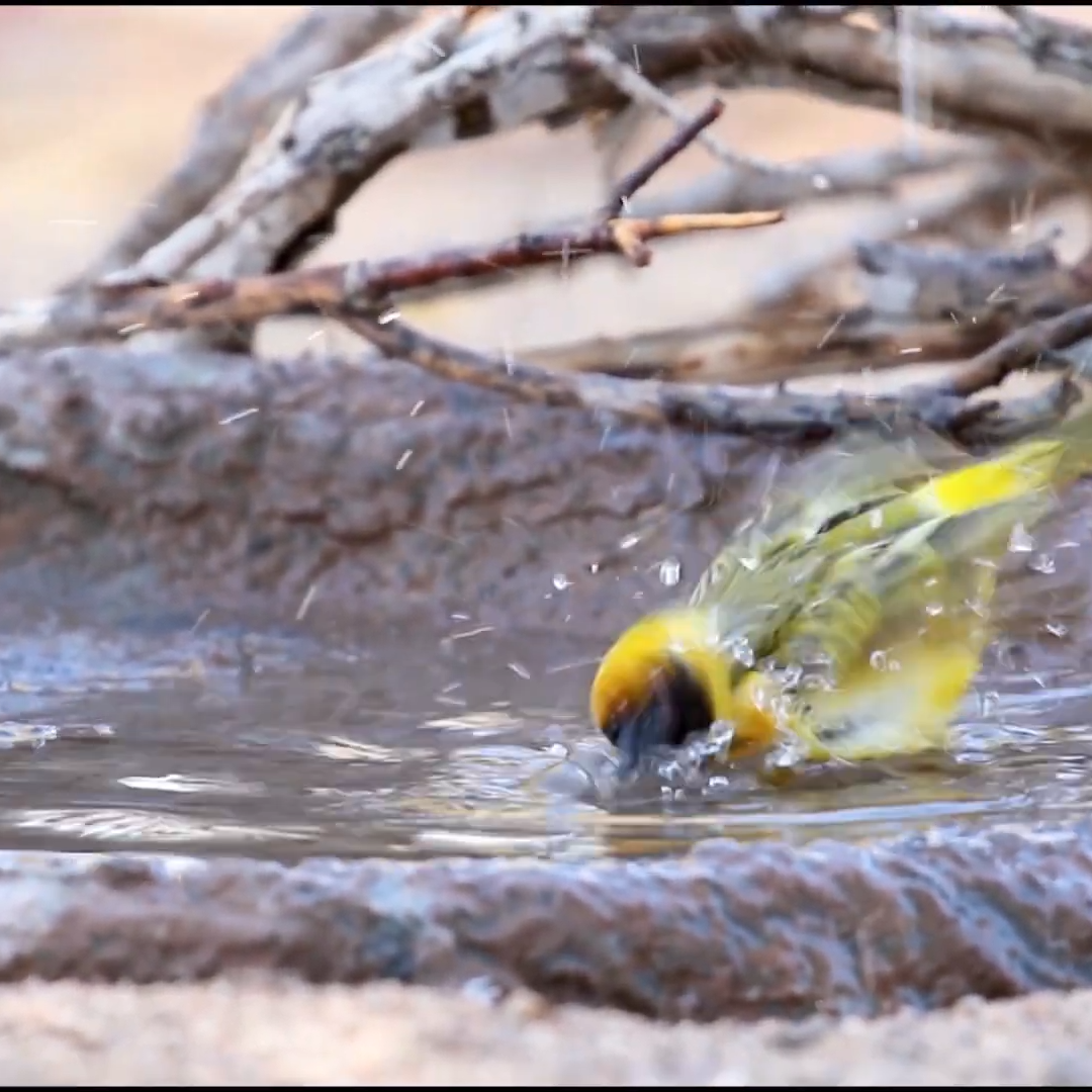 Namibia Birding Safari_ Karoo Masked Weaver