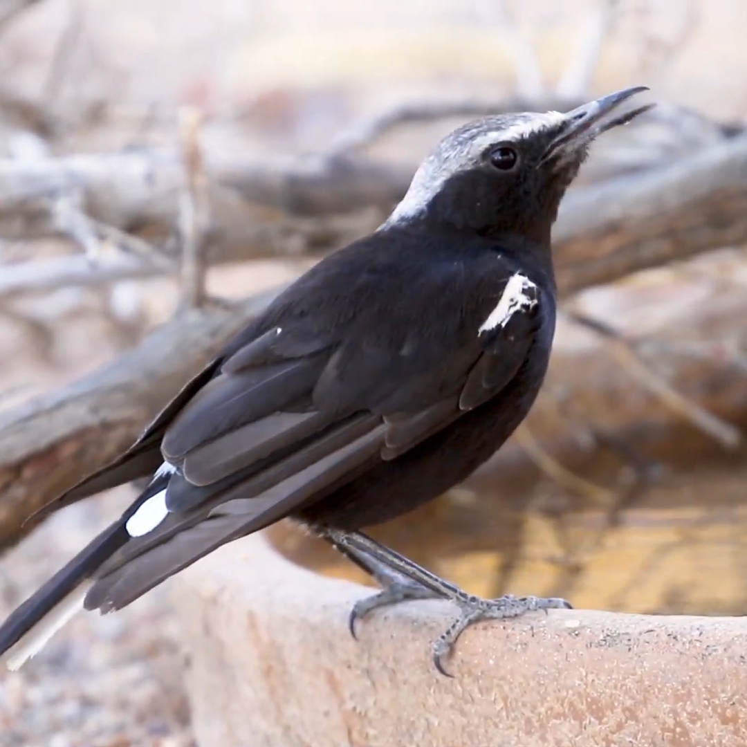 Namibia Birding Safari_ Mountain Weather