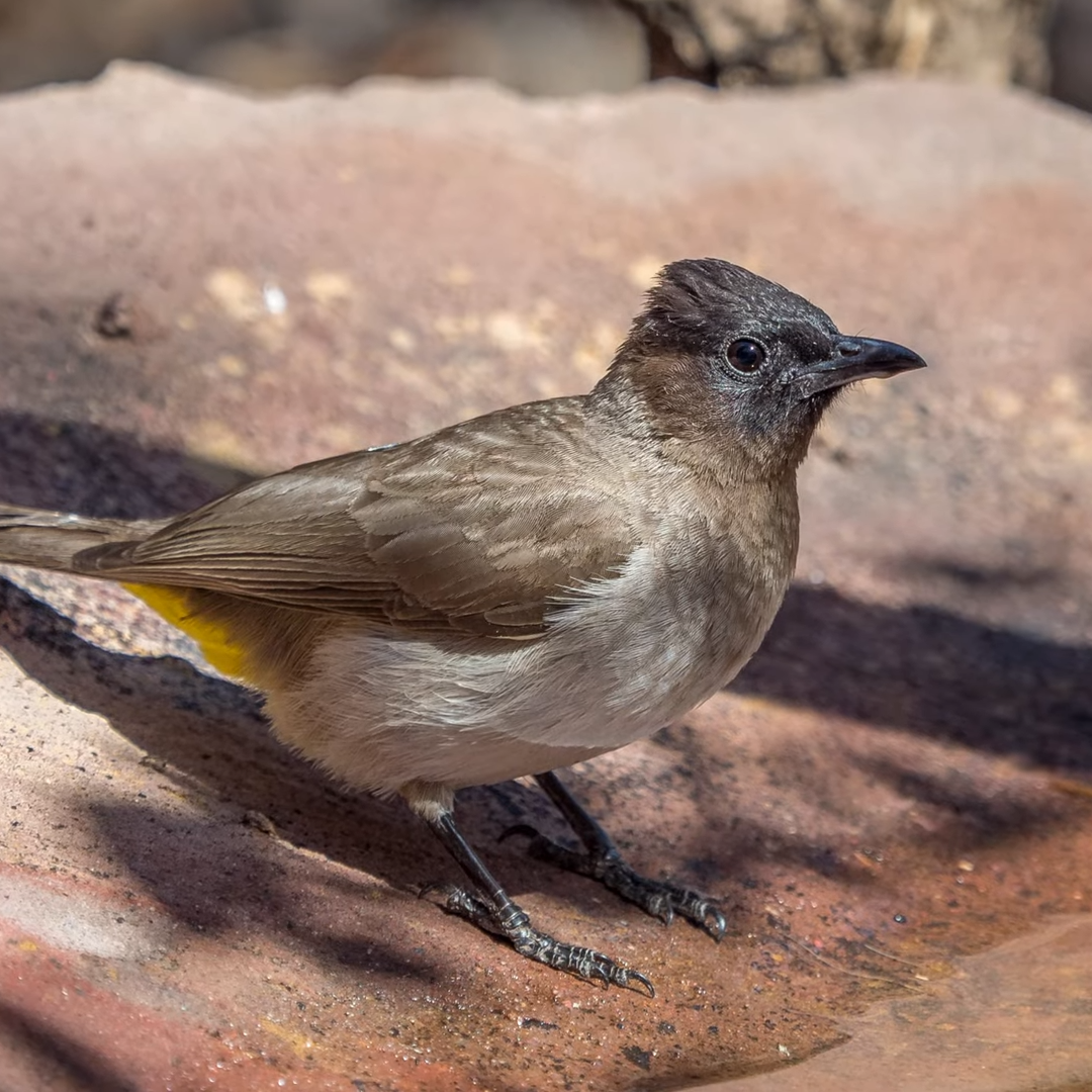 African Birdwatching Tours_Mtembezi African Safaris