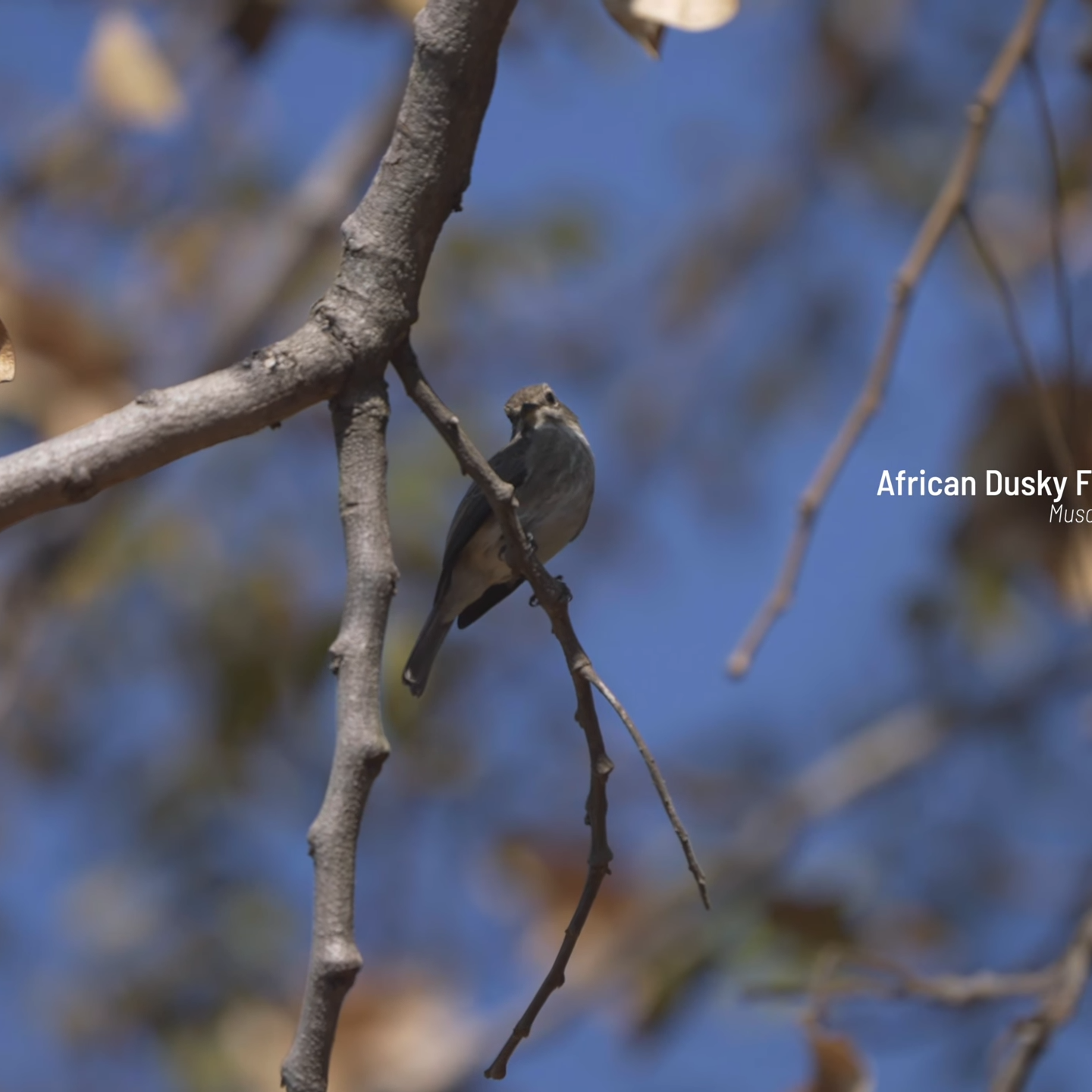 African Birding Holidays for Seniors_Mtembezi African Safaris