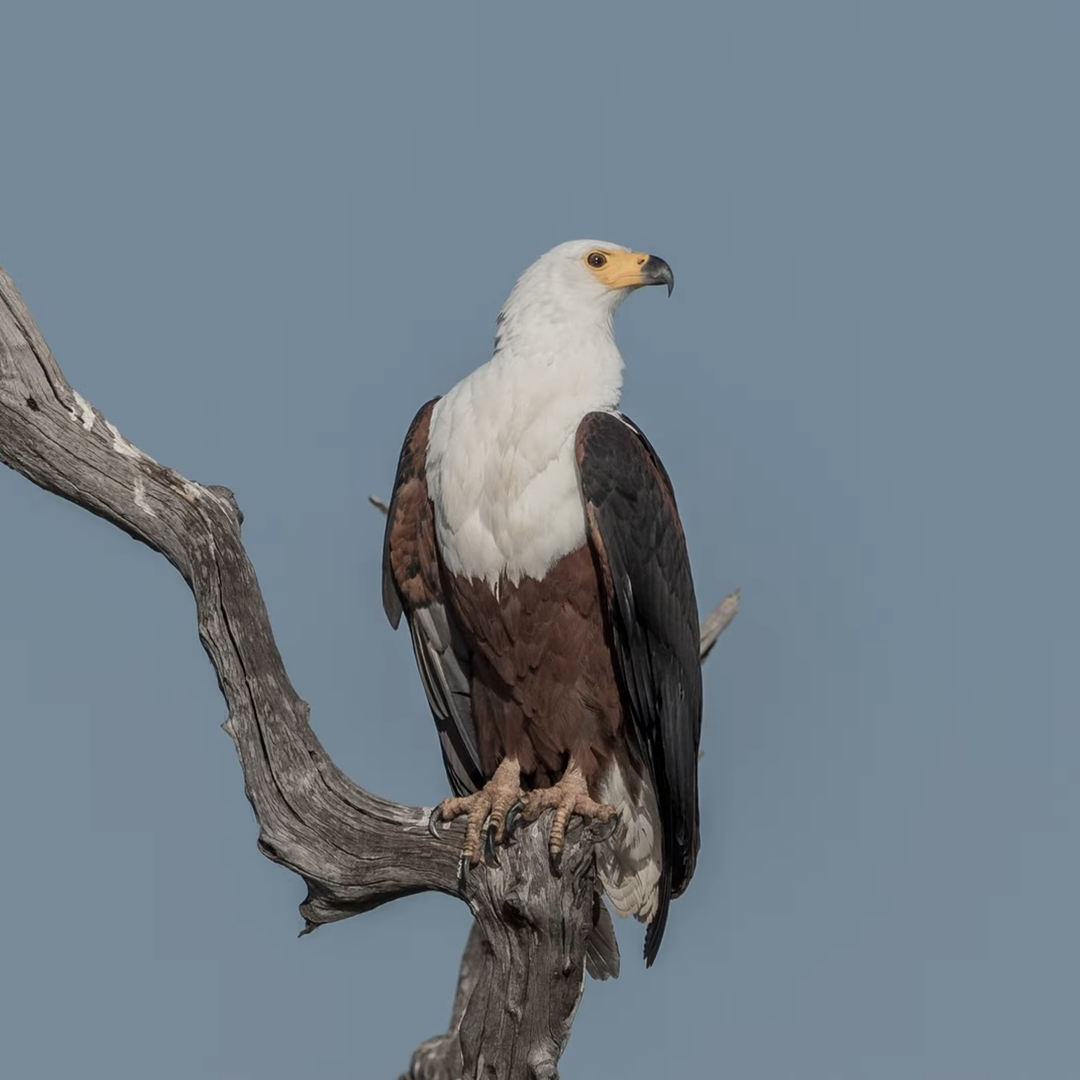 African Birdwatching Tours_Mtembezi African Safaris