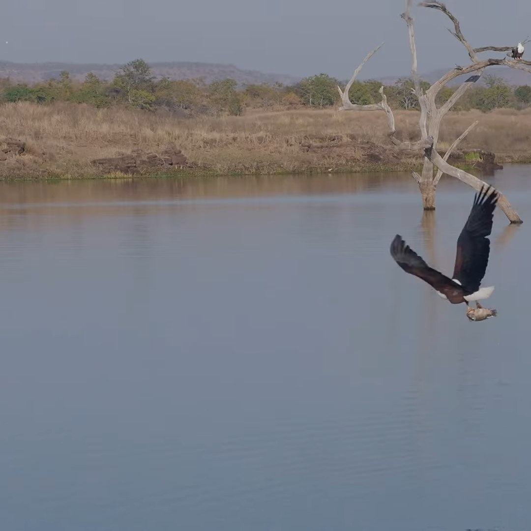 African Birding Holidays for Seniors_Mtembezi African Safaris