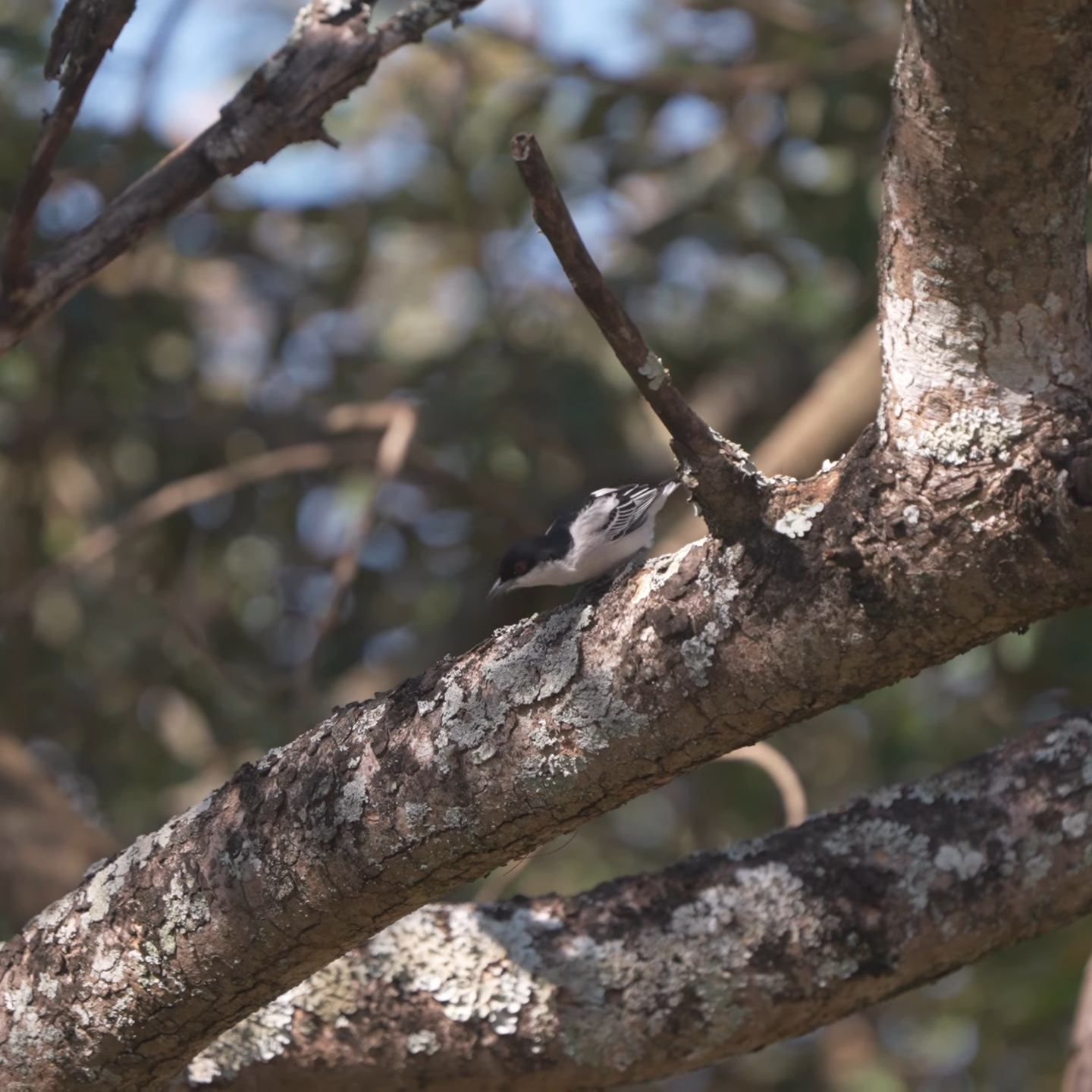 African Birding Holidays for Seniors