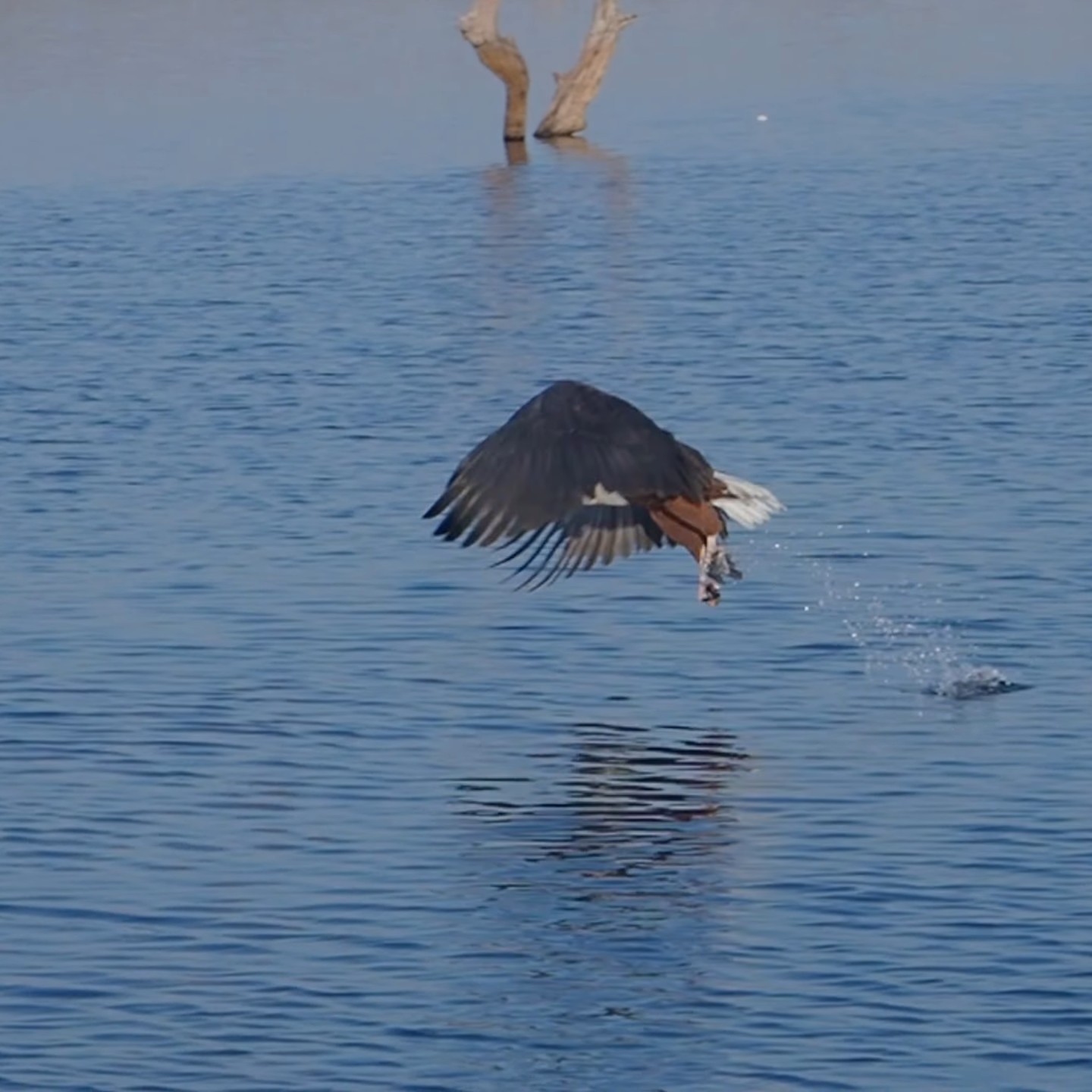 African Birdwatching Tours_Mtembezi African Safaris