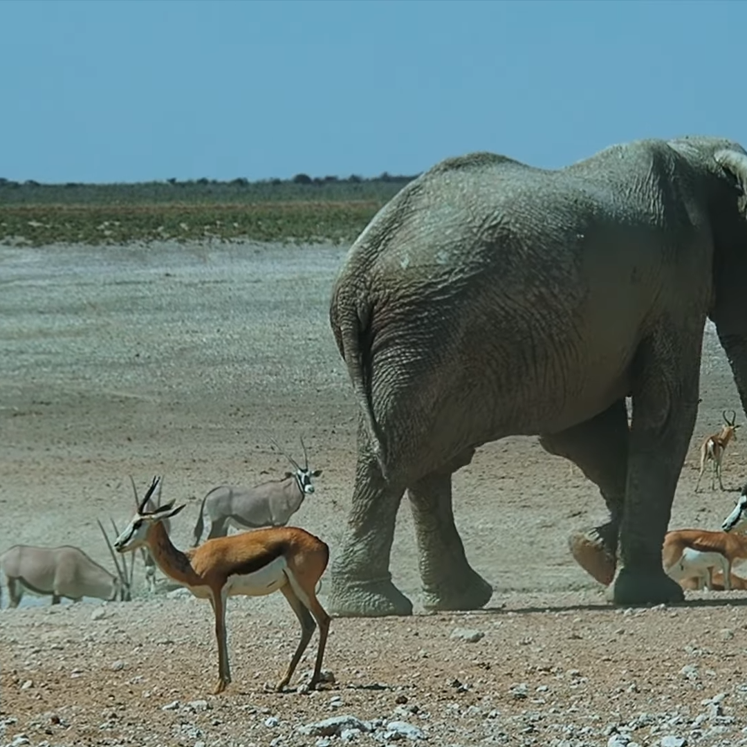 Etosha National Park Elephants and Lions
