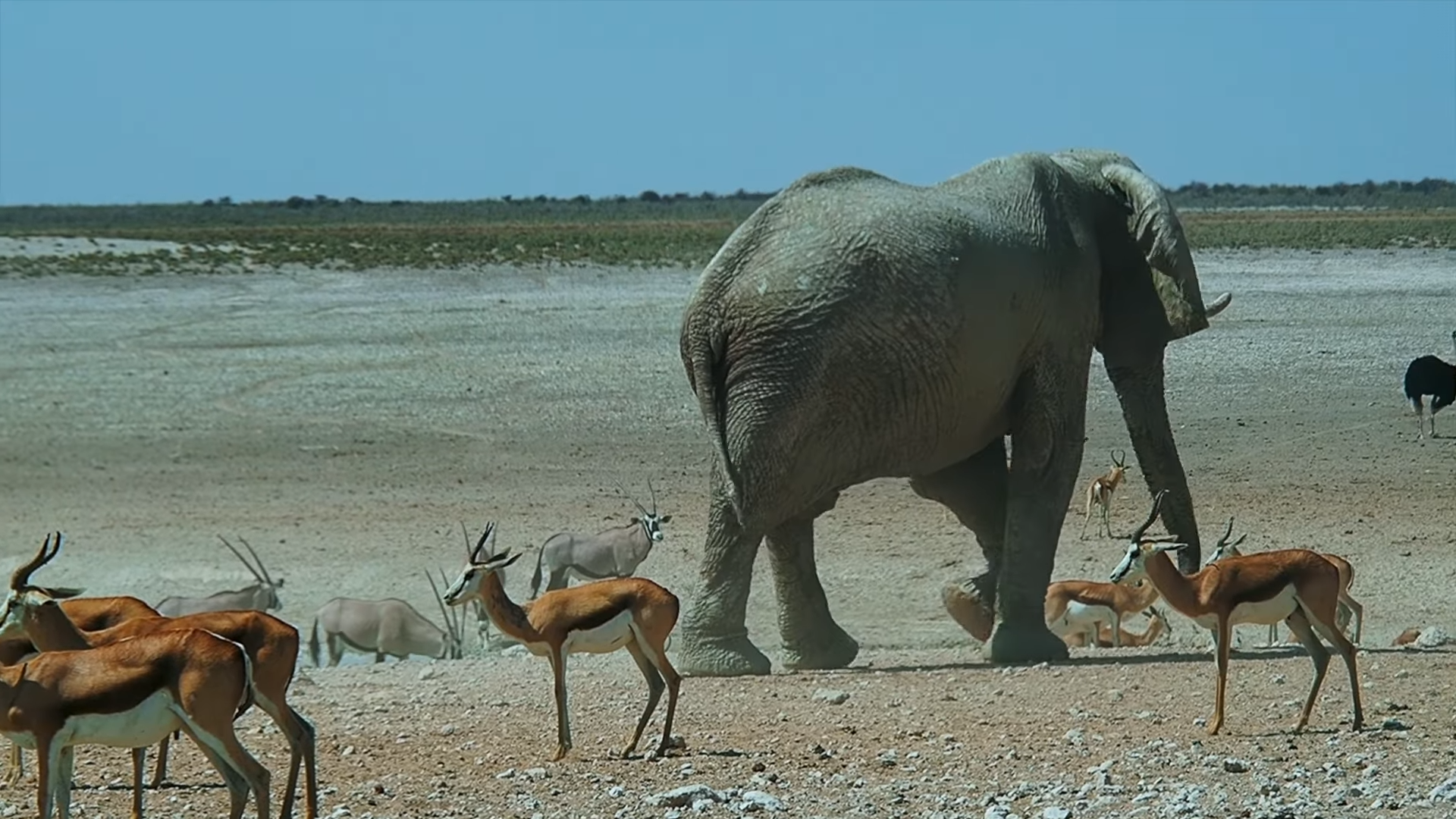 Etosha National Park Elephants and Lions