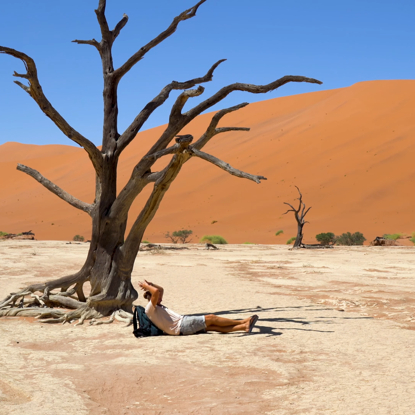 Solitary beauty of Namibia desert resting beside the iconic dead camel thorn tree, framed by endless red dunes