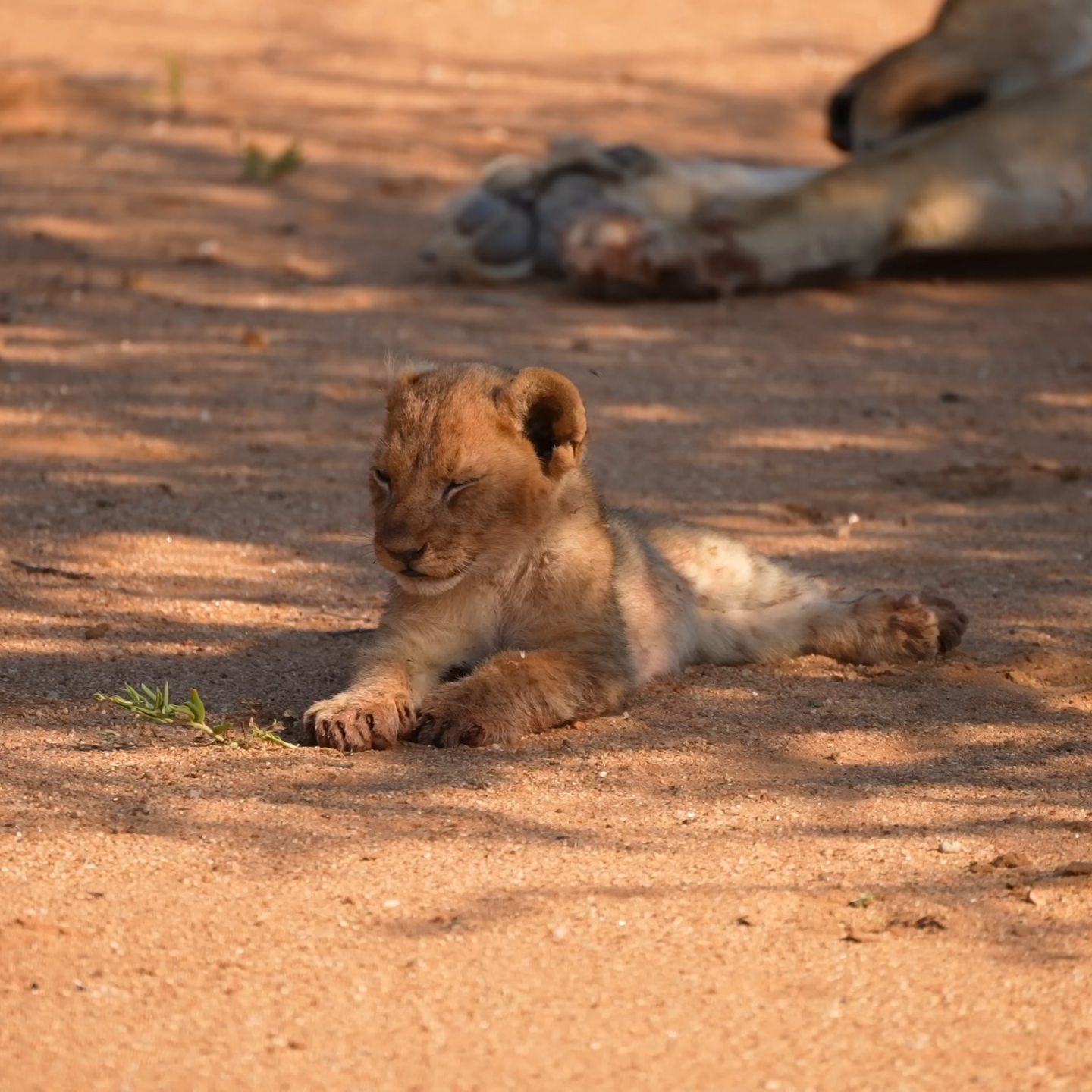 The desert kings of Namibia – fierce, fearless, free.