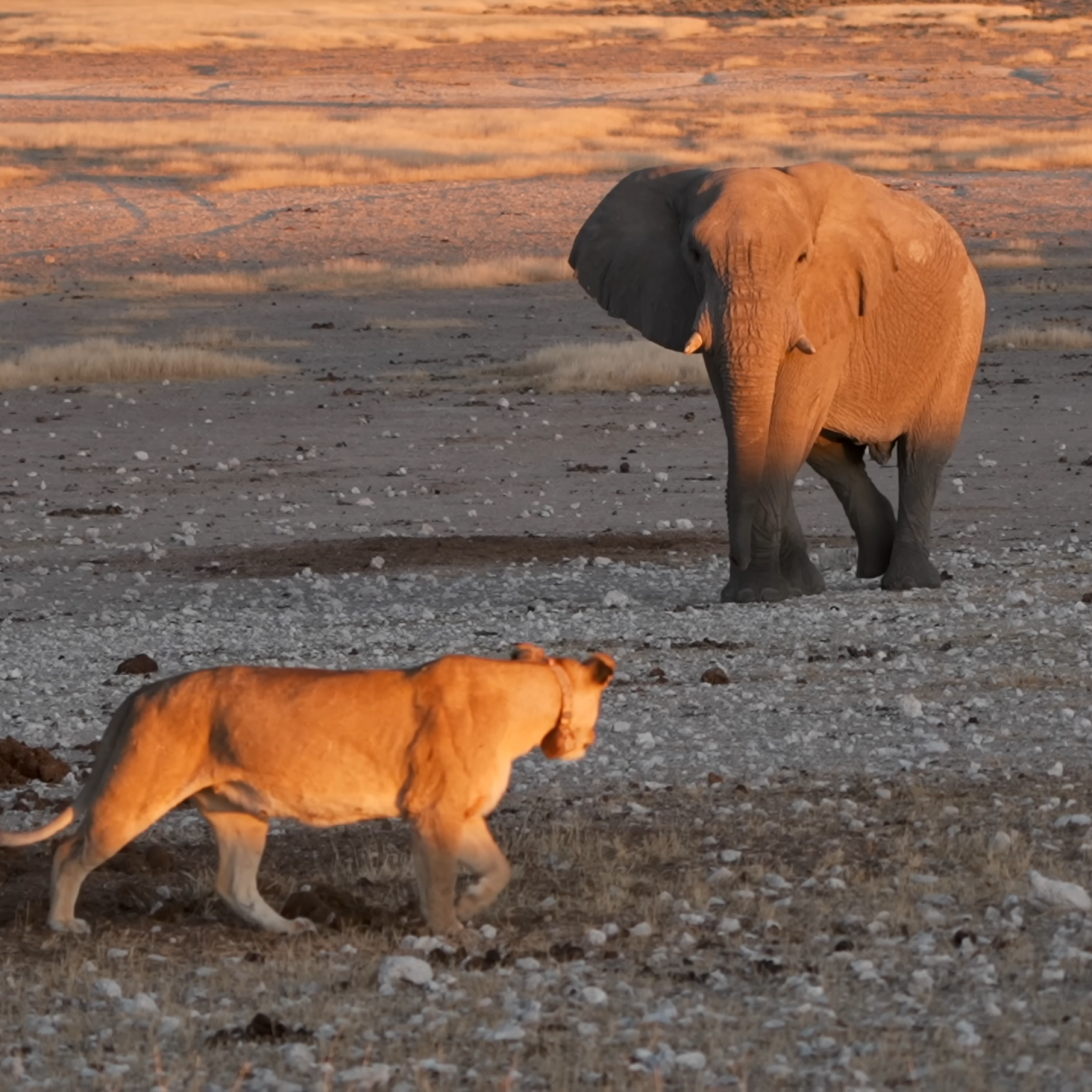 Etosha National Park Elephants and Lions