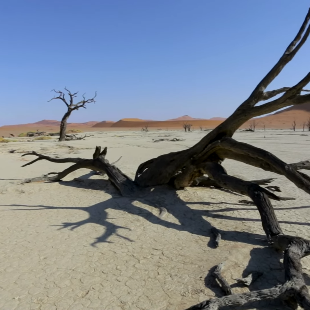 Nature’s art gallery: the timeless dry trees of Namibia.