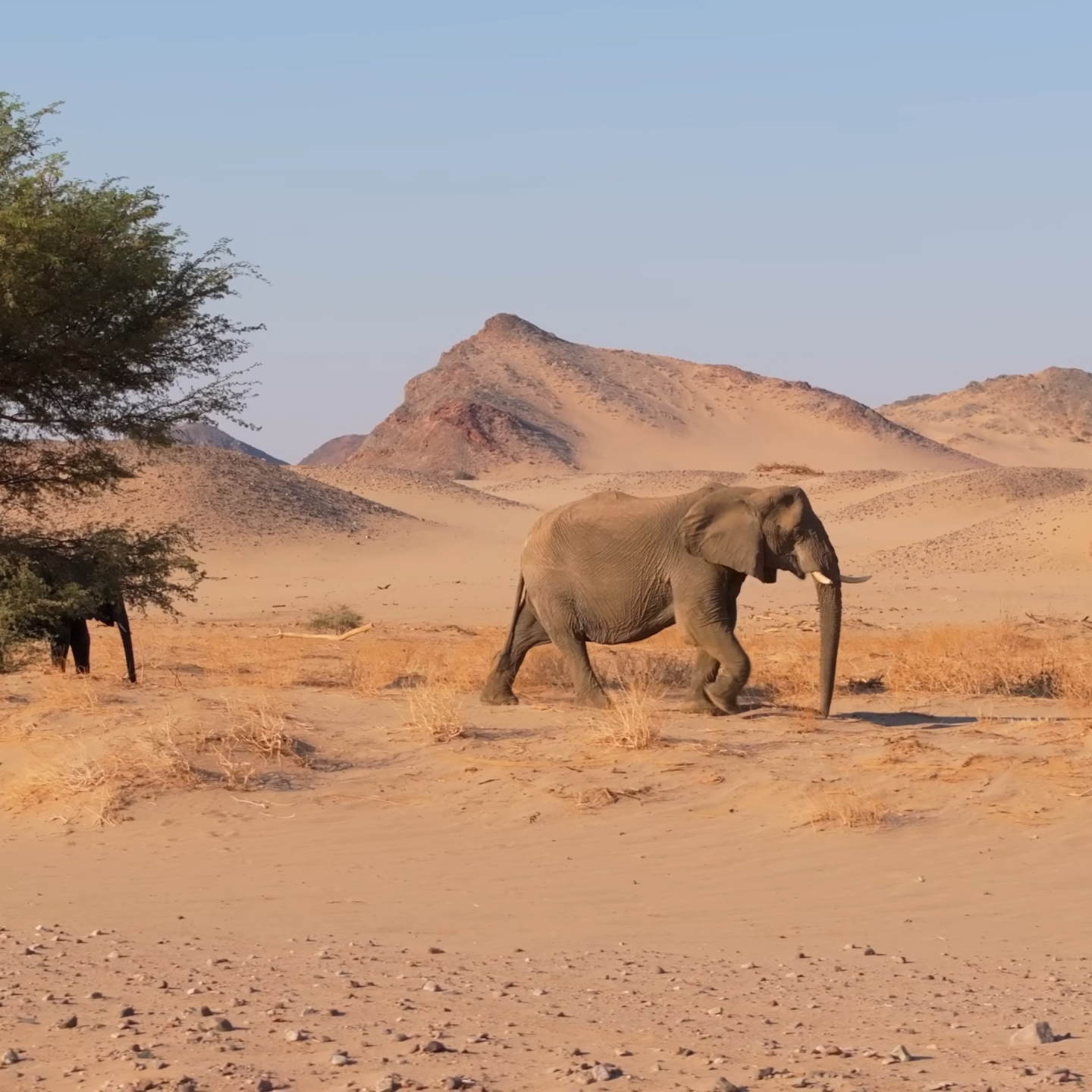 Namibia’s gentle giants, perfectly adapted to the wild.