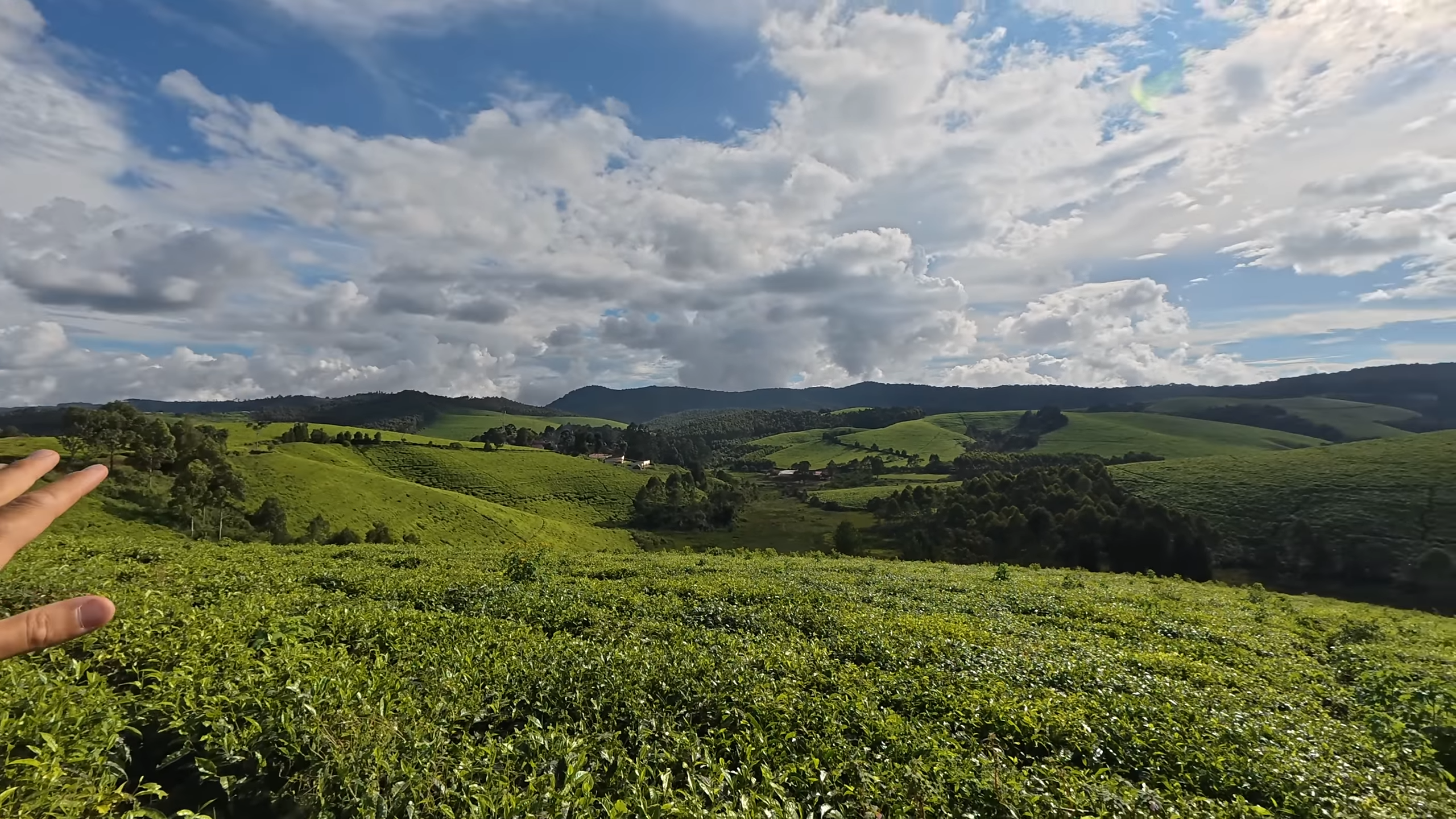 Lush green tea plantations stretching across rolling hills in Burundi, showcasing the country’s scenic landscapes and traditional tea cultivation practices