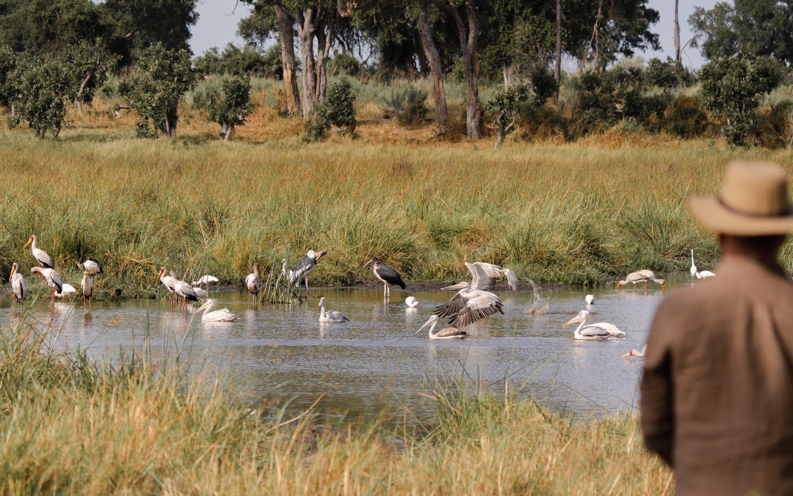 Luxury safari moments at Gomoti Plains Camp_Okavango Delta Birdwatching_Mtembezi African Safari Wilderness