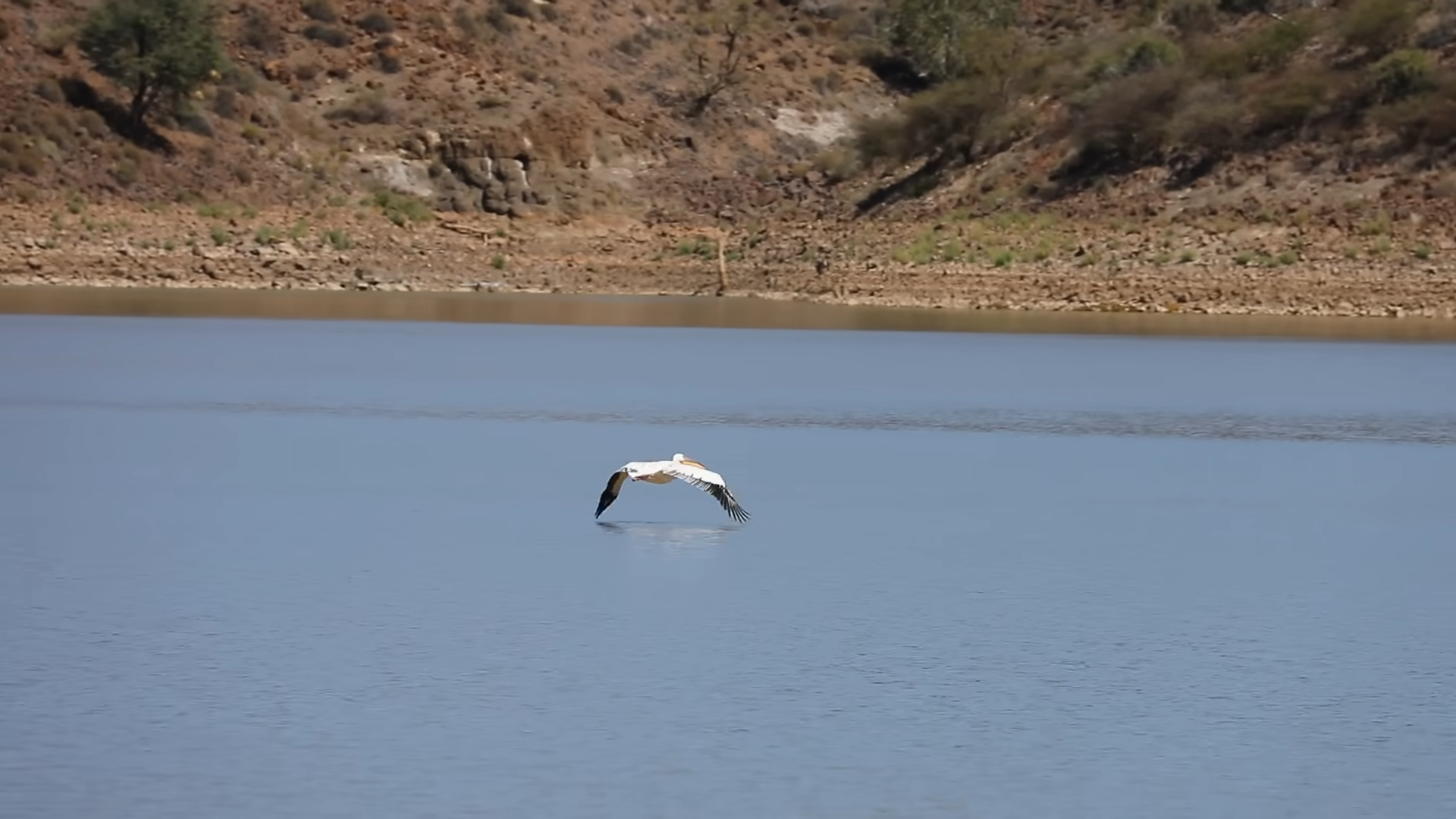 Birding Safari Experience in Namibia_Mtembezi African Safaris