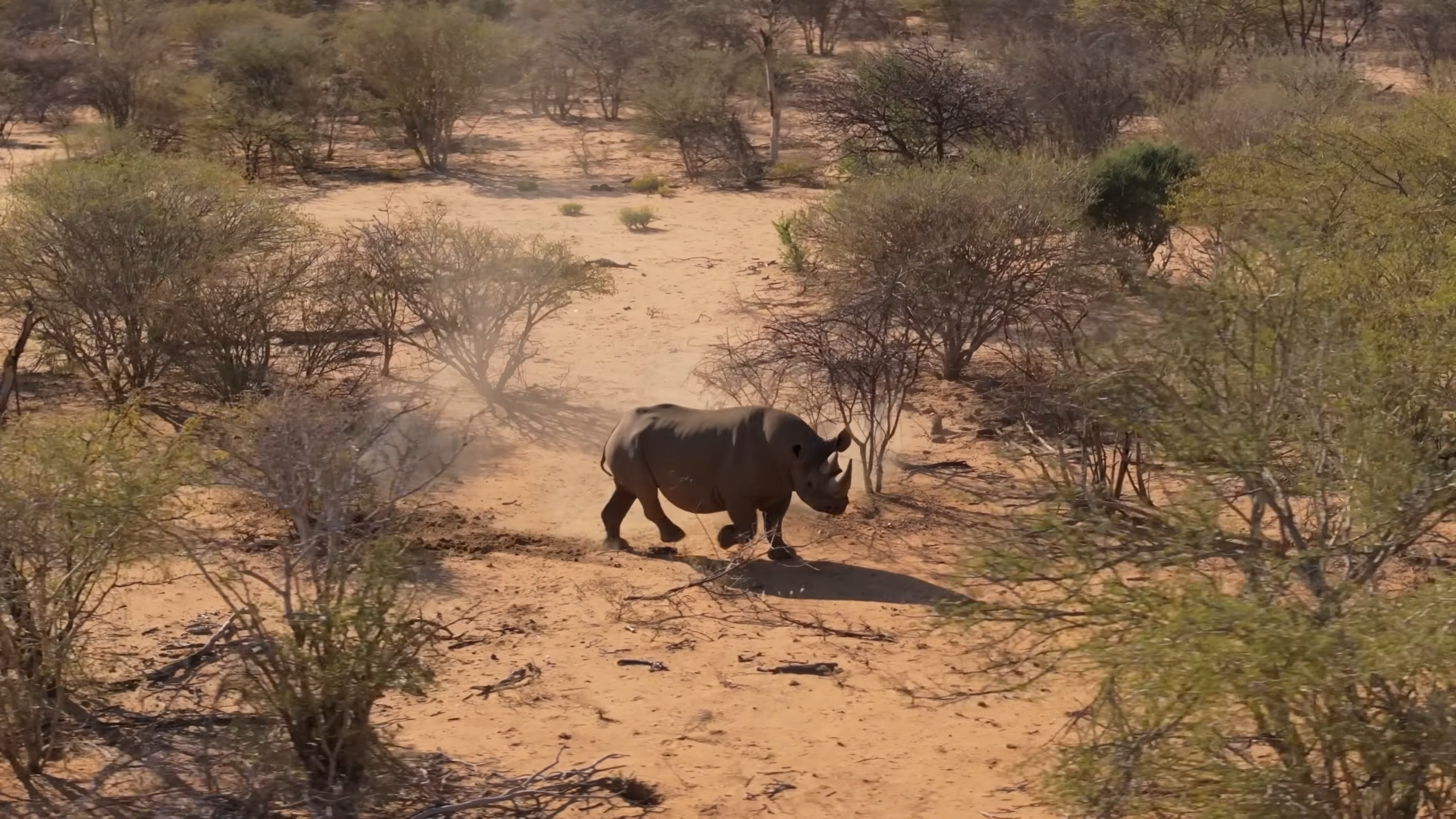 Black Rhino through vegetation in Etosha National Park during a safari drive_Mtembezi African Safaris