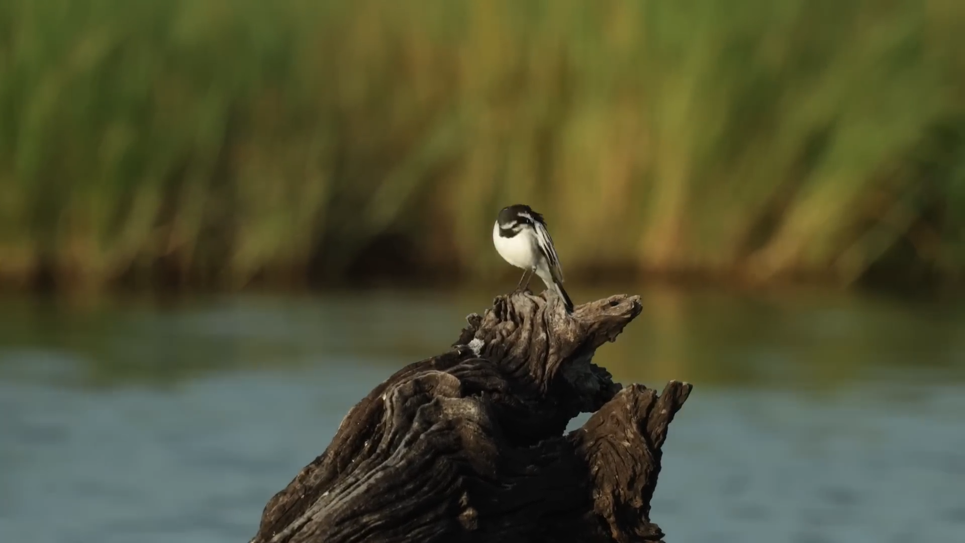 Photographers birdwatching from a boat on the Chobe River in Botswana_Mtembezi African Safaris
