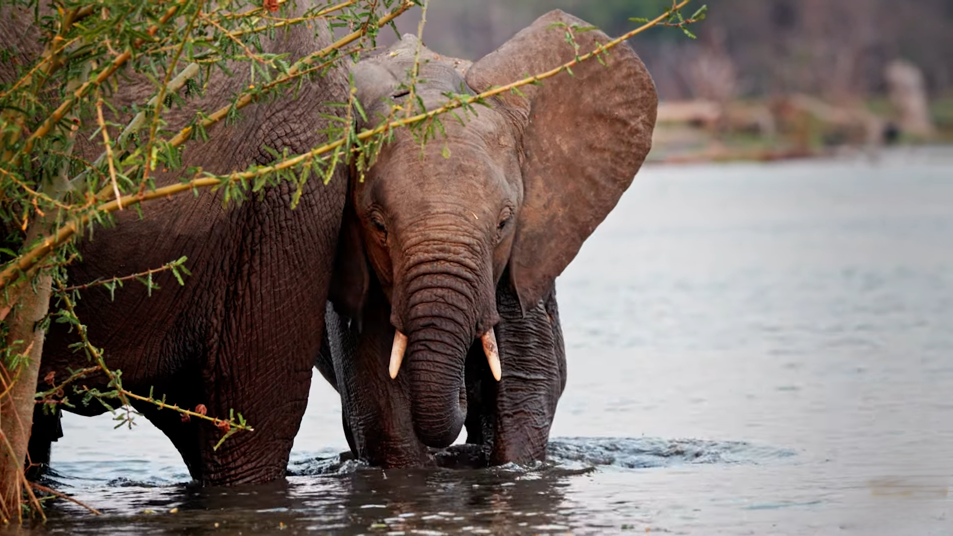 Safari in Liwonde National Park, Malawi_Car Rental Road Trips