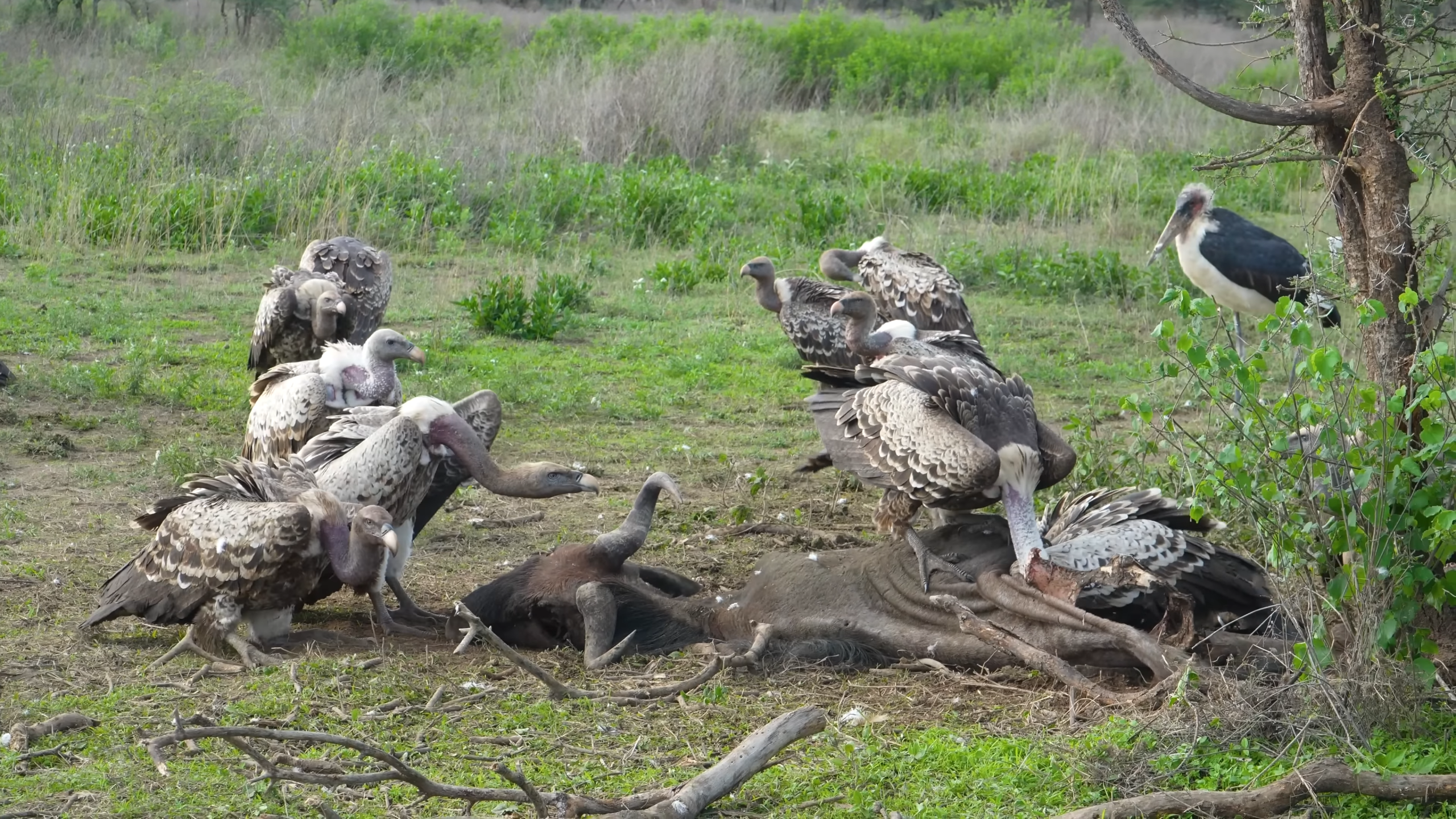Vultures on the Tanzanian plains_mtembezisafaris 