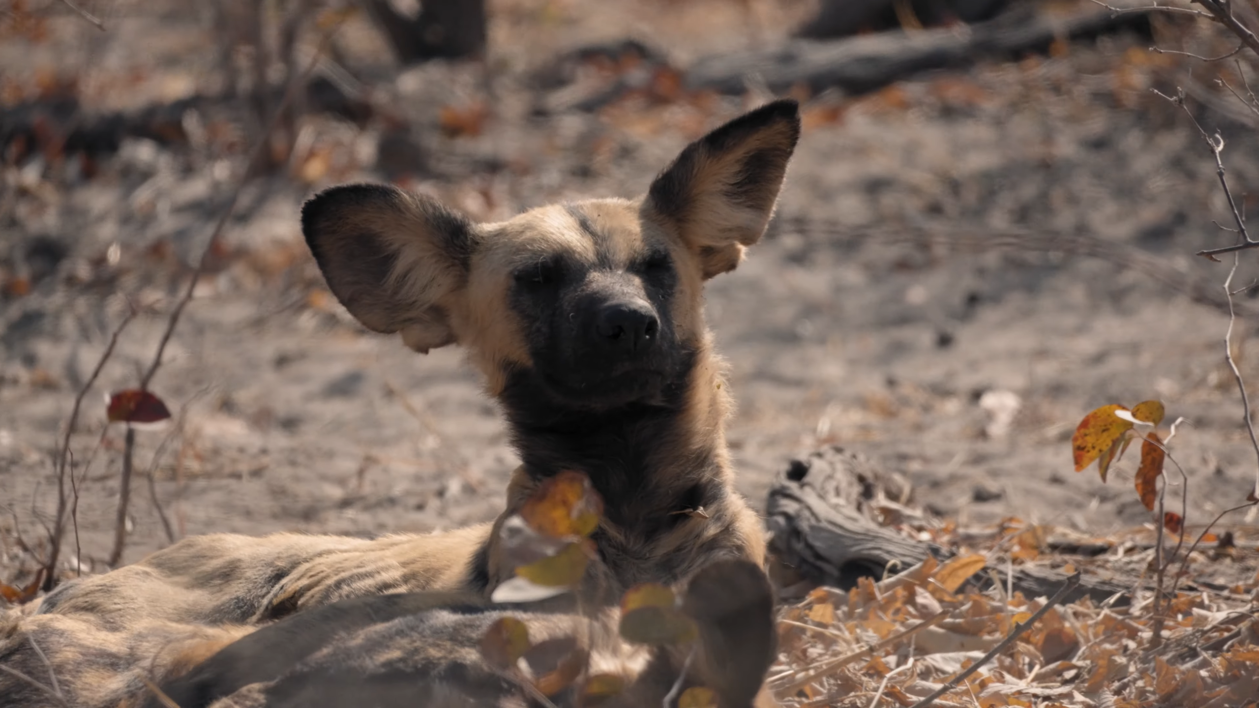 Wild Dog Tracking in Savuti, Chobe Safaris_Mtembezi African Safaris