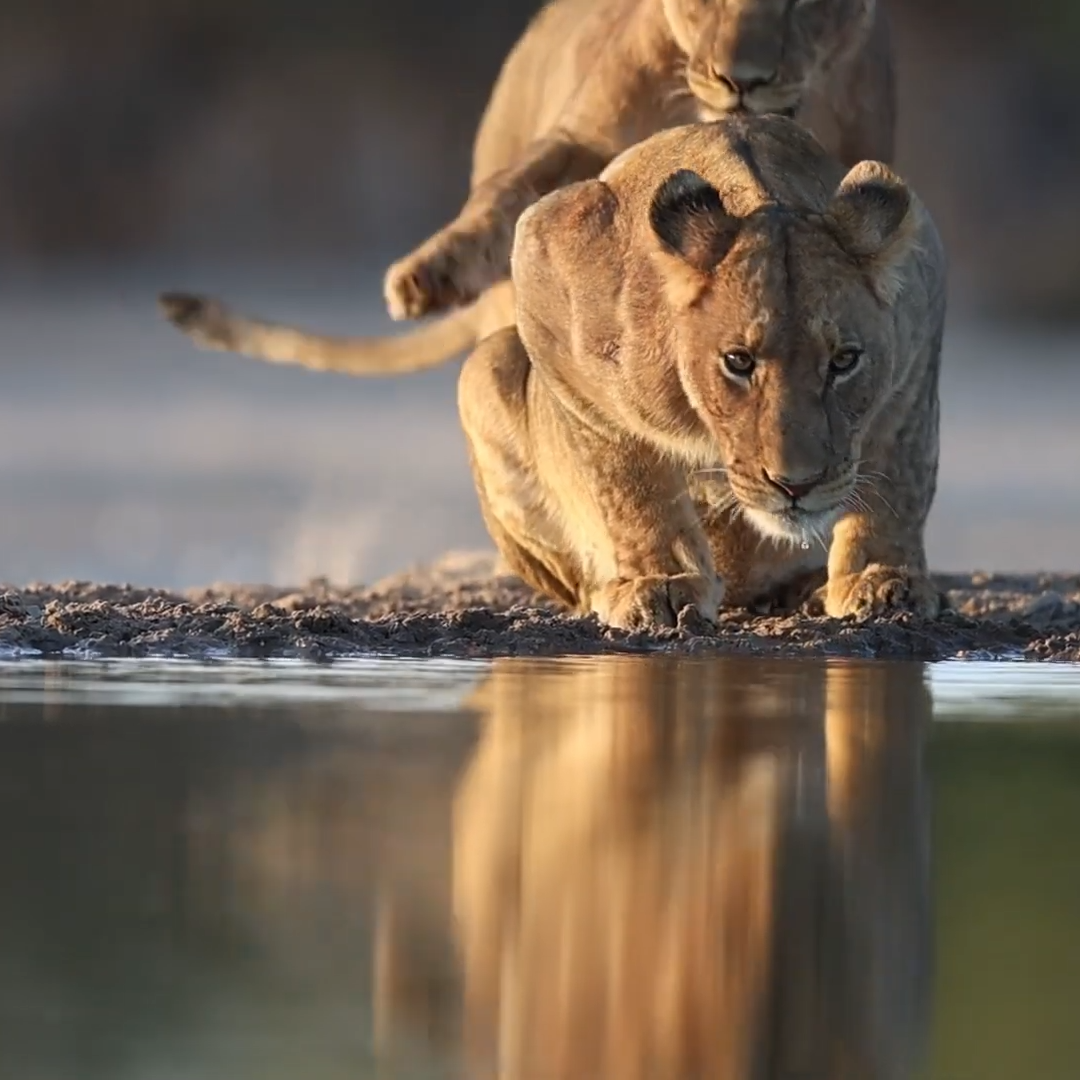Wildlife Photography in Botswana_Lioness one of the big five family Wildlife Photography in Botswana_Lioness one of the big five family_Mtembezi African Safaris