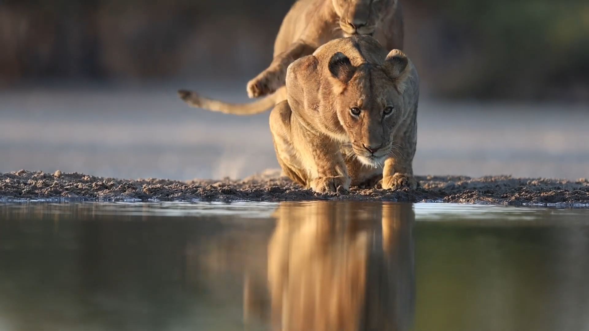 Wildlife Photography in Botswana_Lioness one of the big five family_Mtembezi African Safaris