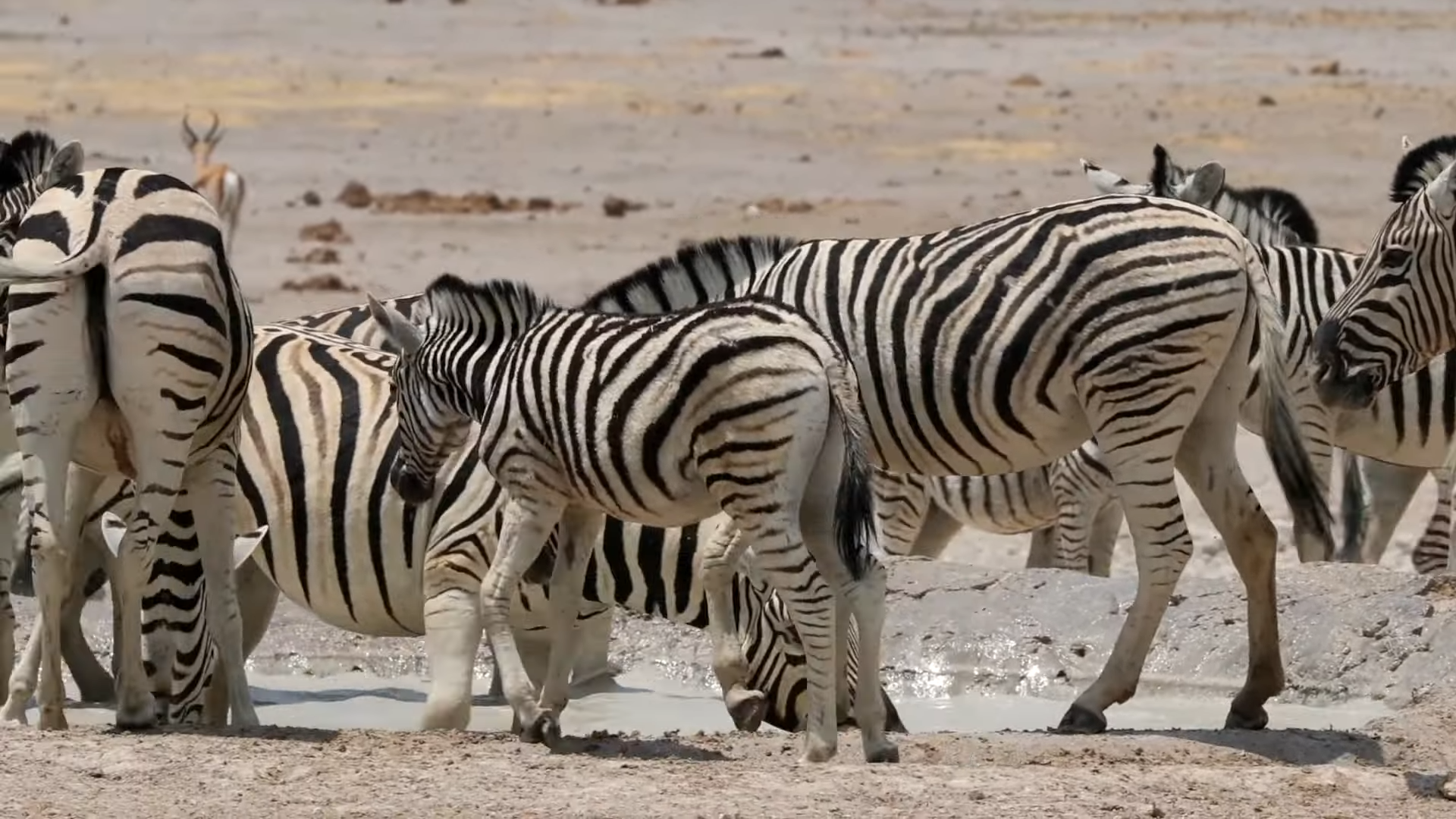Zebras moving across the bright, arid plains of Etosha National Park_Mtembezi African Safaris