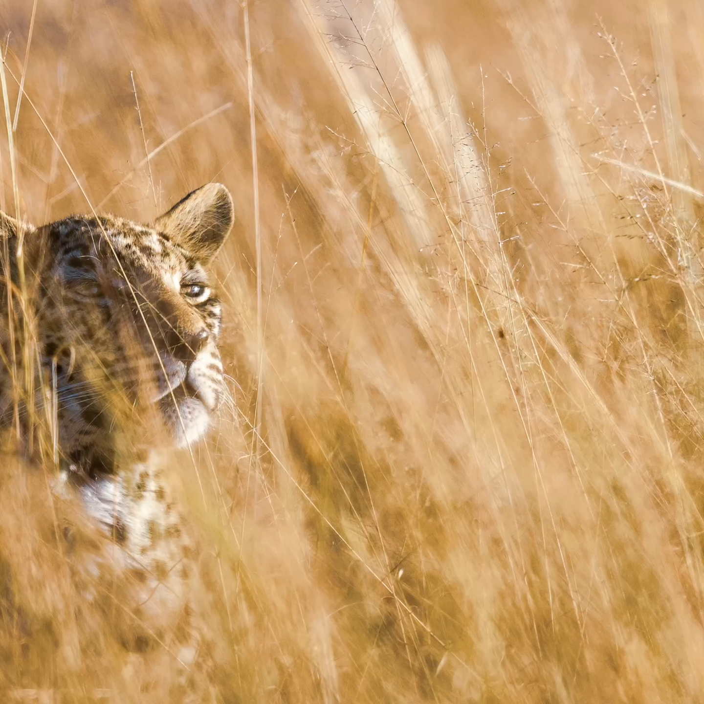 Wilderness Photography in Botswana_Mtembezi African Safaris Wilderness Photography in Botswana_Mtembezi African Safaris