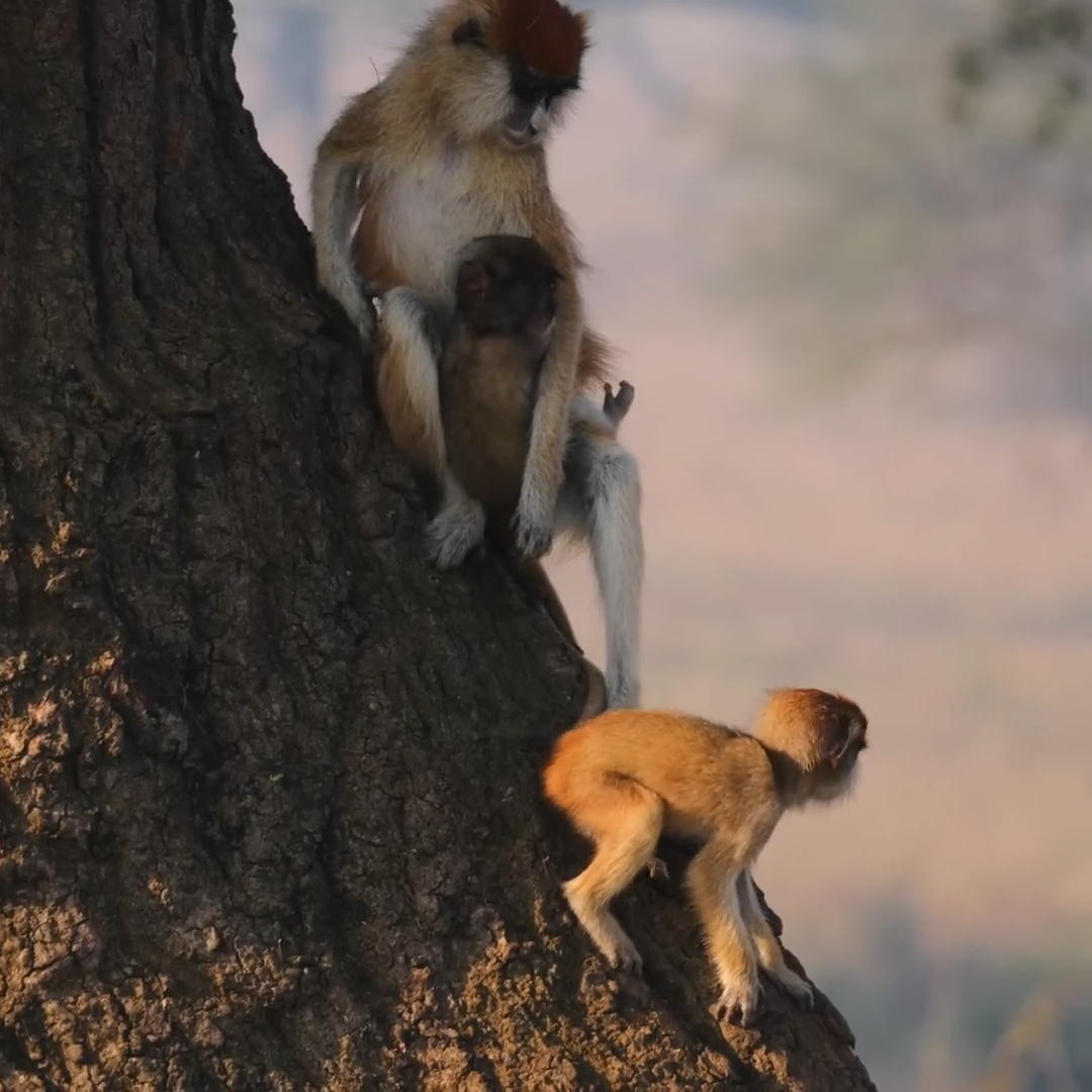 High above the ground, a mother keeps close watch as her playful youngster learns the ropes of life in the treetops_mtembezi african safaris High above the ground, a mother keeps close watch as her playful youngster learns the ropes of life in the treetops_mtembezi african safaris