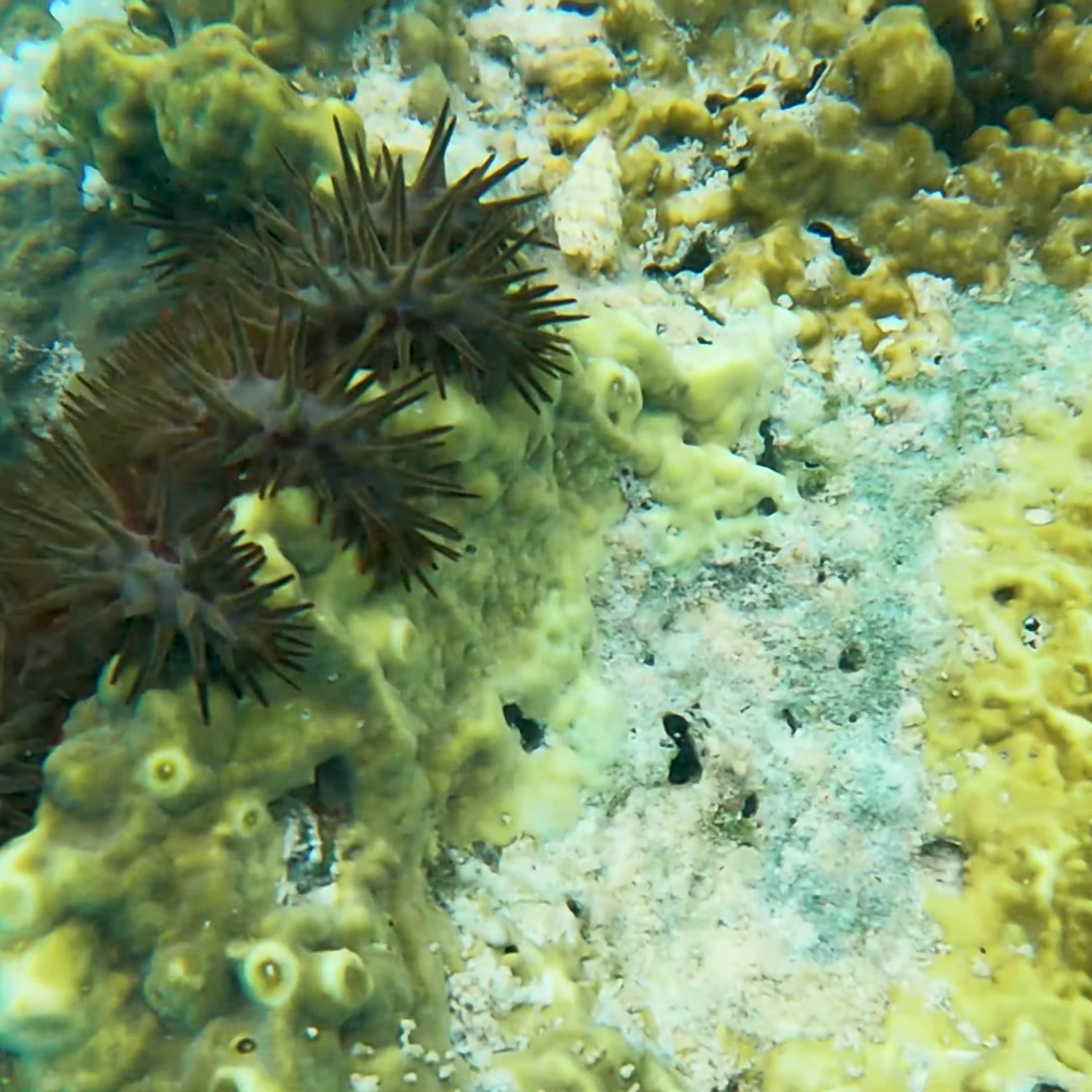 Zanzibar Snorkeling & Scuba Diving Packages_Mtembezi African Safaris Zanzibar Snorkeling & Scuba Diving Packages_Mtembezi African Safaris