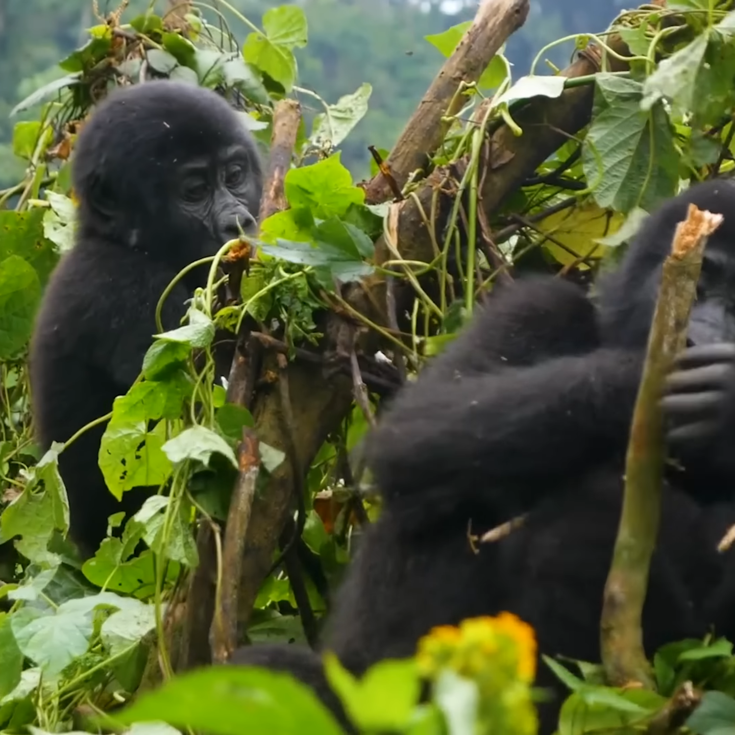 Uganda Gorilla Trekking Safari Costs_Bwindi Impenetrable habitant to endangered species Uganda Gorilla Trekking Safari Costs_Bwindi Impenetrable habitant to endangered species