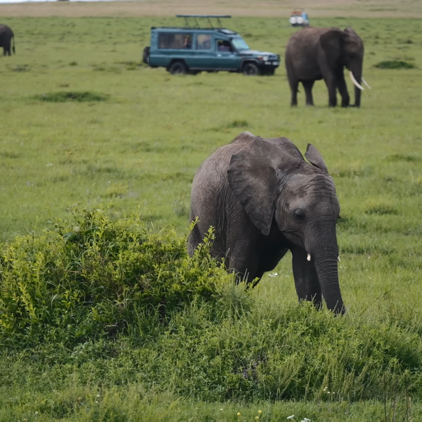The African Big Five_Elephant Tracking_Kenya African Safaris