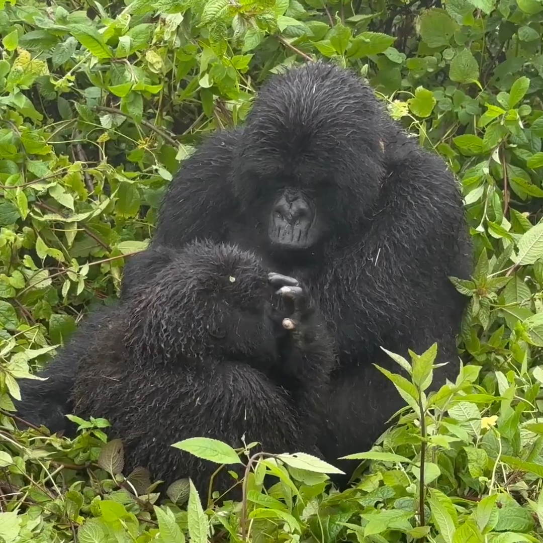 Gorilla trekking in Volcanoes National Park, Rwanda_mtembezi african safaris